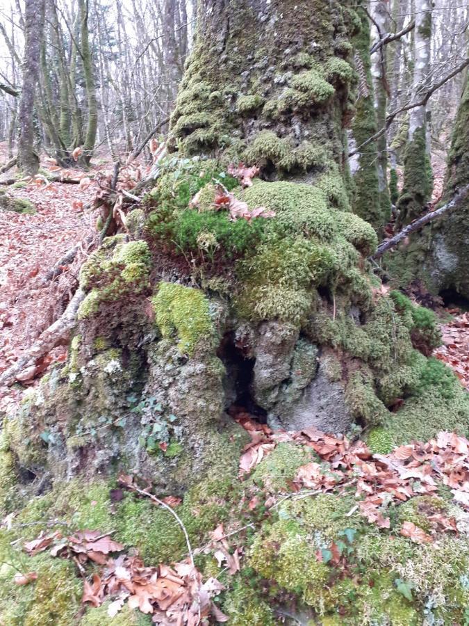 Locarn Lodge, Goas Rep Eksteriør billede